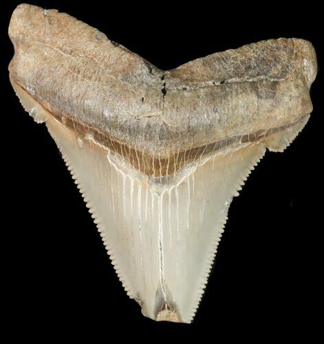 Fossil Angustidens Shark Tooth - Megalodon Ancestor #46854